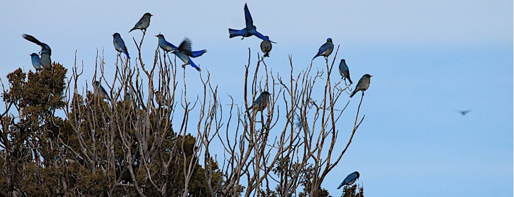 Flock of bluebirds