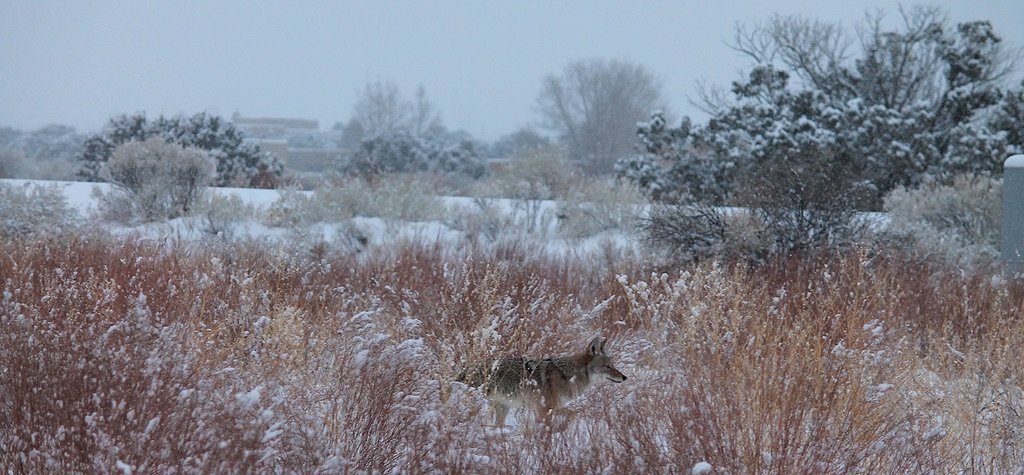 Coyote in snow